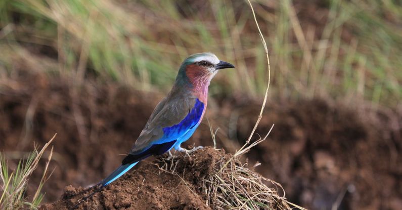 Plant Species - Side view of small blue bellied roller sitting on ground among green grass