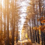 Nature Trails - Photo of a Pathway in a Forest