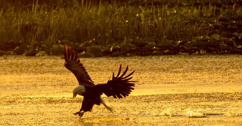 Scavenger Hunt - An Eagle Flying Over Lake Water