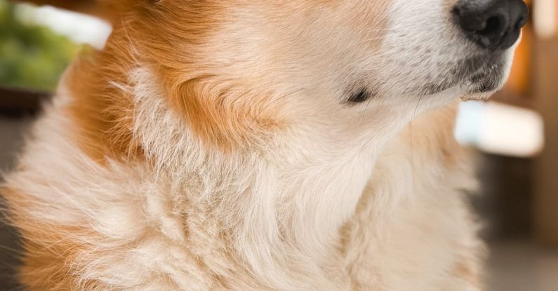 Pet-Friendly - A corgi dog sitting on a table with a white background