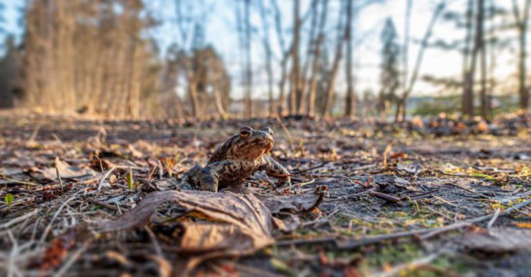 Seasonal Changes - A small frog is sitting on the ground in the woods