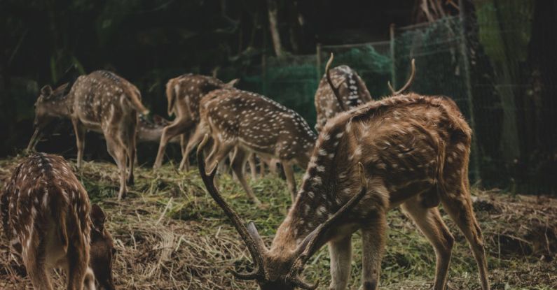 Photography Spots - Herd of Deer Eating Green Grass